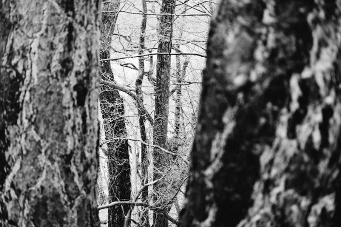 Waldstück Westerwald