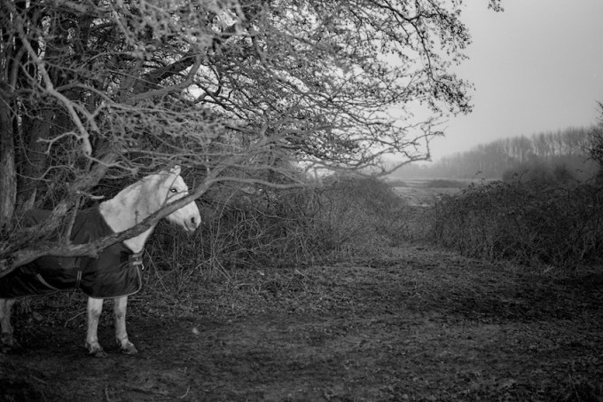 white-horse-in landscape-bw-scan