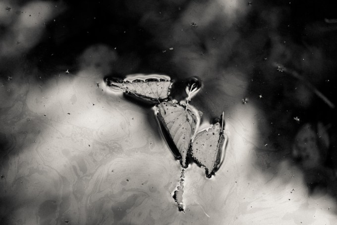 cologne-melatenfriedhof-leaf-on-water